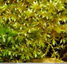 Attēlu rezultāti vaicājumam “Bryum rubens”