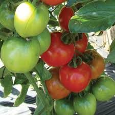 Afbeeldingsresultaat voor CDB tomato