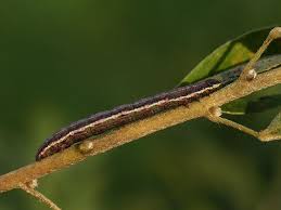 Attēlu rezultāti vaicājumam “Chiasmia clathrata”