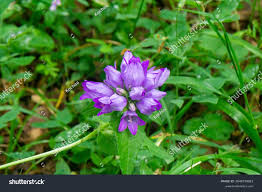 Attēlu rezultāti vaicājumam “Campanula cervicaria flower”