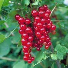 Bildergebnis für rote johannisbeeren