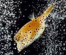 Biomimetics - National Geographic Magazine