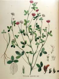 Attēlu rezultāti vaicājumam “Trifolium hybridum”