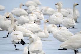 Image result for Sussex Swans