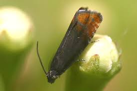 Attēlu rezultāti vaicājumam “Pammene rhediella”