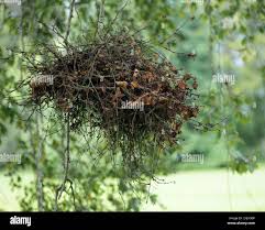 Attēlu rezultāti vaicājumam “Taphrina betulina”