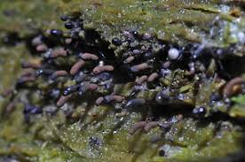 Attēlu rezultāti vaicājumam “Comatricha fragilis”