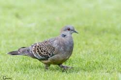 Image result for Streptopelia orientalis