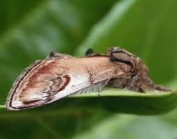 Attēlu rezultāti vaicājumam “Notodonta ziczac”