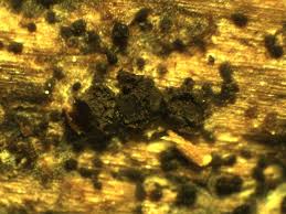 Attēlu rezultāti vaicājumam “Licea pusilla”