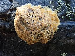 Attēlu rezultāti vaicājumam “Tubifera ferruginosa (subsp. ferruginosa) sessile”