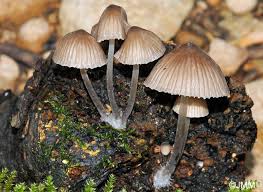 Attēlu rezultāti vaicājumam “Mycena abramsii”
