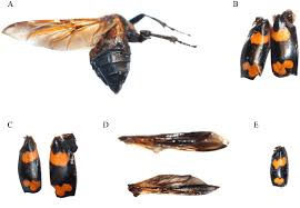 Attēlu rezultāti vaicājumam “Silphidae”
