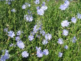 Image result for Zichorie