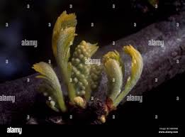 Attēlu rezultāti vaicājumam “Gleditsia triacanthos bud”