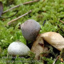 Attēlu rezultāti vaicājumam “Geastrum quadrifidum”