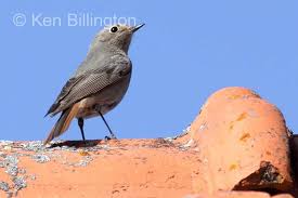 Attēlu rezultāti vaicājumam “Phoenicurus ochruros”