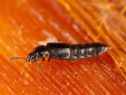 Billedresultat for rovbille