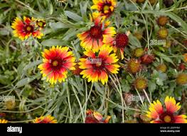 Image result for Gaillardia amblyodon