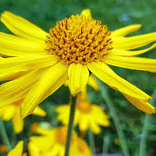 Attēlu rezultāti vaicājumam “Arnica montana”