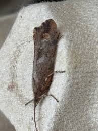 Attēlu rezultāti vaicājumam “Glyphotaelius pellucidus”