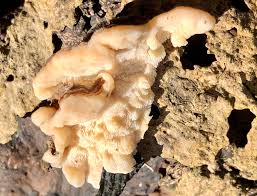 Attēlu rezultāti vaicājumam “Postia fragilis”