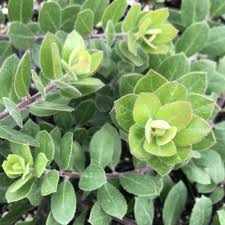 Attēlu rezultāti vaicājumam “Arctostaphylos uva-ursi”