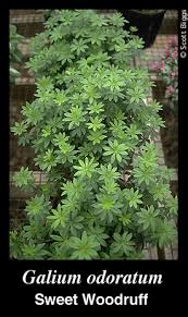 Attēlu rezultāti vaicājumam “Galium odoratum fruit”