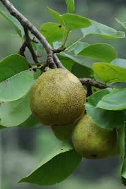 Attēlu rezultāti vaicājumam “Pyrus pyraster fruit”