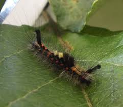 Attēlu rezultāti vaicājumam “Orgyia antiqua imago”