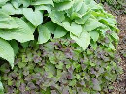 Attēlu rezultāti vaicājumam “Viola collina leaf”