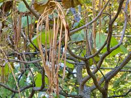 Attēlu rezultāti vaicājumam “Catalpa ovata fruit”
