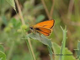 Attēlu rezultāti vaicājumam “Thymelicus sylvestris male”