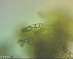 Attēlu rezultāti vaicājumam “Cephalozia catenulata”