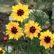Image result for Coreopsis