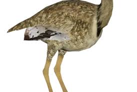 Attēlu rezultāti vaicājumam “Eptesicus nilssonii”