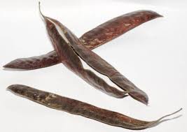 Attēlu rezultāti vaicājumam “Gleditsia triacanthos fruit”