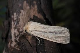 Attēlu rezultāti vaicājumam “Mythimna impura”