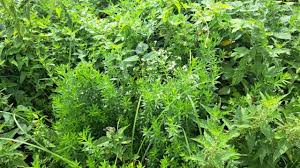 Attēlu rezultāti vaicājumam “Galium rivale leaf”