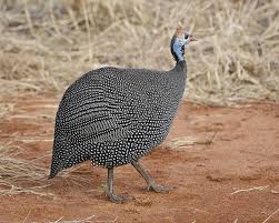 Attēlu rezultāti vaicājumam “Numida meleagris adult”