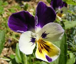 Attēlu rezultāti vaicājumam “Viola tricolor”