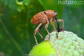 Attēlu rezultāti vaicājumam “Curculio venosus”