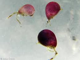 Attēlu rezultāti vaicājumam “Utricularia minor bud”