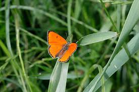 Attēlu rezultāti vaicājumam “Lycaena virgaureae male”