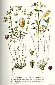 Attēlu rezultāti vaicājumam “Cerastium holosteoides leaf”