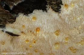 Attēlu rezultāti vaicājumam “Dentipellis fragilis”