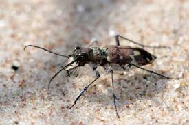 Attēlu rezultāti vaicājumam “Cicindela maritima”