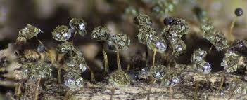 Attēlu rezultāti vaicājumam “Physarum flavicomum stalked”