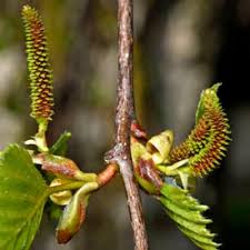 Attēlu rezultāti vaicājumam “Betula pendula”