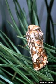 Attēlu rezultāti vaicājumam “Panolis flammea”